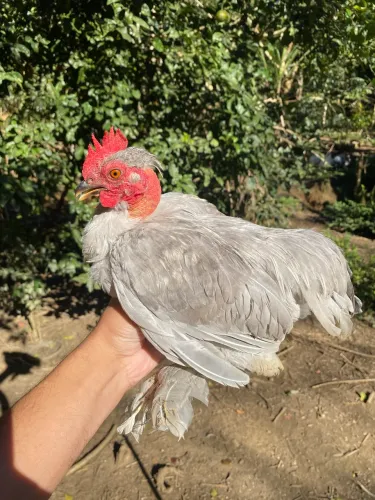 Galos Belgians pescoço pelado