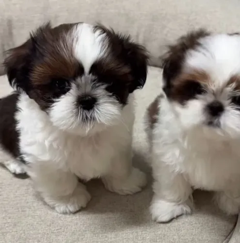 Filhote de shih Tzu macho