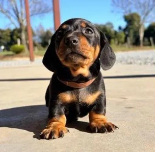 Basset Dachshund Filhotes Alto Padrão. 
