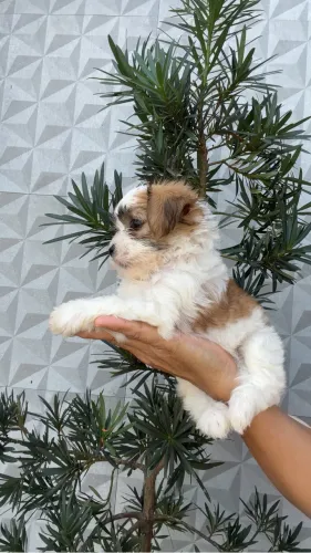 Lhasa macho 