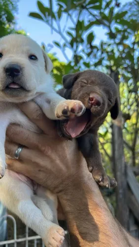 ?Filhote de labrador Retriever?