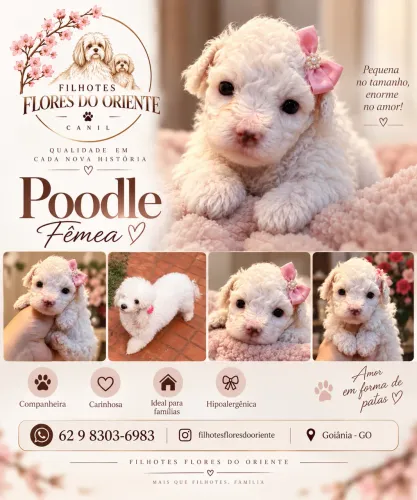 Poodle fêmea Insta gram @filhotesfloresdooriente
