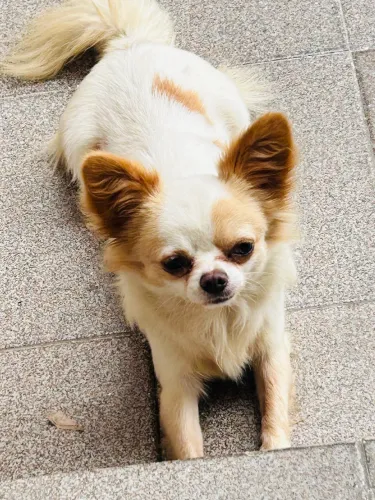 Chihuahua