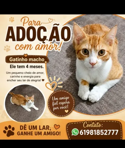 Gatinho lindo para adoção responsável 