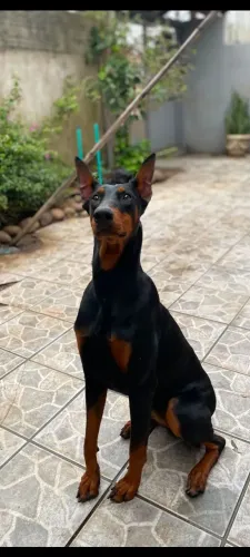 Procuro macho de doberman para cruza