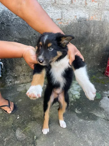 BORDER COLLIE PURO ( MACHO )