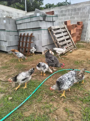 Frango GSC macho nascido de ovo azul 4 meses