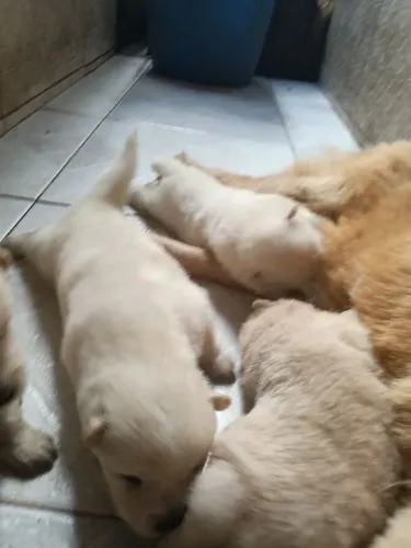 Vende ser filhotes de showshow