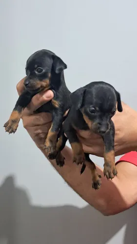 filhote de pinscher número 1 disponível 