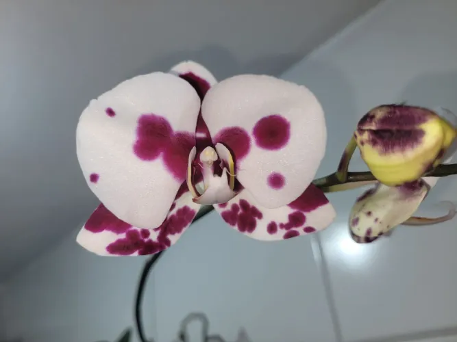 Orquídea cascata