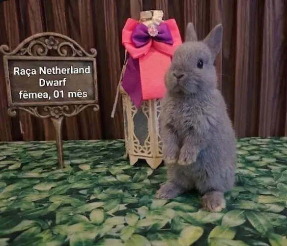 Coelho Anão Netherland Dwarf
