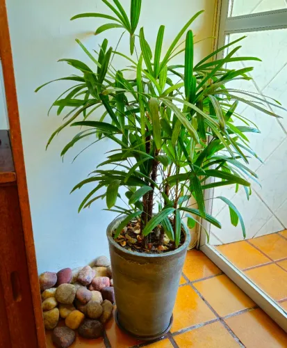 VENDO VASO DE CIMENTO 40cm, COM LINDA PLANTA RÁFIA 80cm