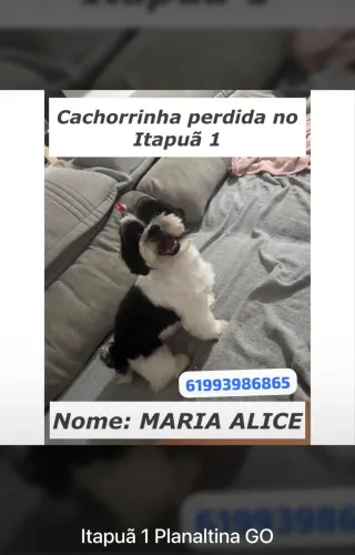 Cachorrinha perdida em Planaltina de Goiás