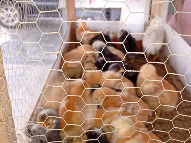 Vendo pintos caipira pesadão e carijó 
