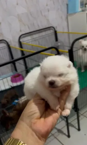 Filhote Spitz alemão anão macho