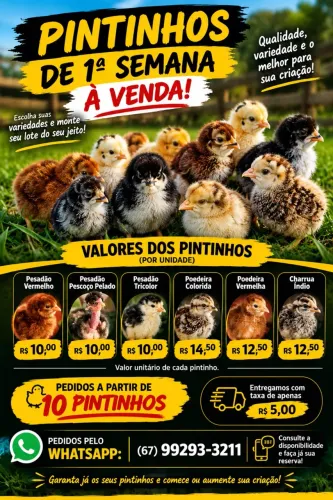 Pintinho