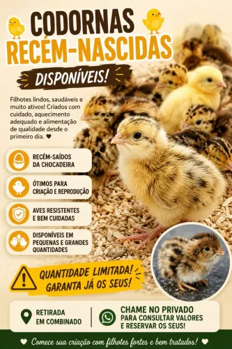 CODORNAS RECÉM-NASCIDAS À VENDA | FILHOTES SAUDÁVEIS E BEM CUIDADOS | PRONTA ENTREGA