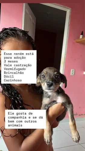 Filhote para adoção 