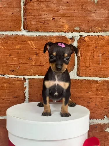 PInscher lindo