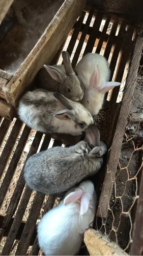 Coelhos