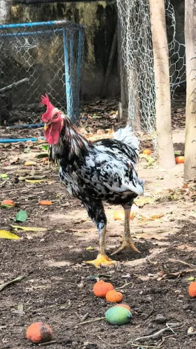 Galinha e Galo GSB Balão Sergipano