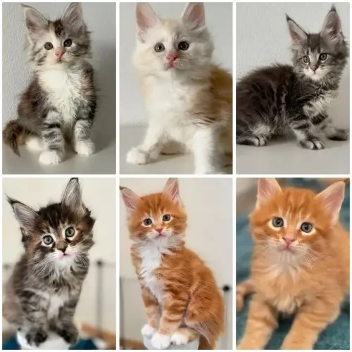 Maine Coon Gigantes
