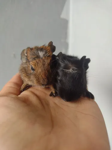 FILHOTE DE PORQUINHO DA INDIA COROADO ( MACHO) 