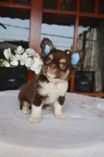 Chihuahua chocolate pelo longo
