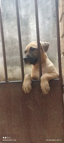 Ultimo pitbull monster da ninhada 
