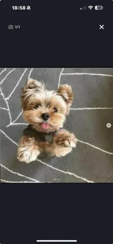 Filhote Yorkshire Terrier, Nada se compara ao amor sincero de um filhote!