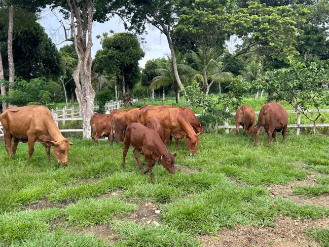 Vacas e Touro senepol registrados 