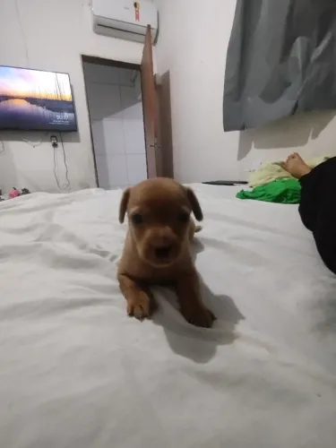 Filhote de pinscher 