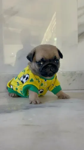 Filhote de Pug macho com pedigree