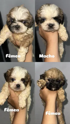 Filhote Shih-Tzu Puro Cachorro Macho e fêmea