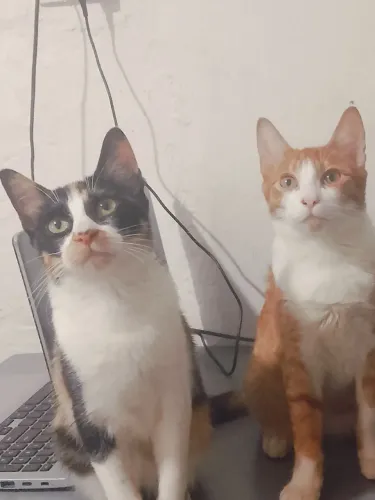GATOS FILHOTES
