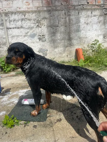 Doação da Zaya, Rottweiler fêmea de 1 ano e 8 meses, super dócil