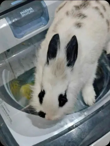 Coelha 6 meses
