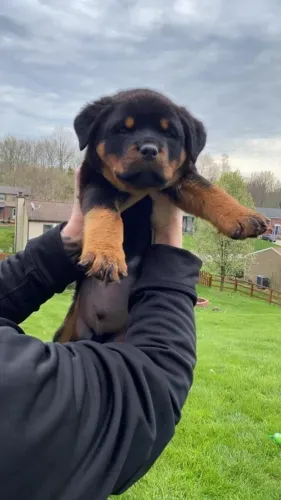 Rottweiler Um pequeno guardião de amor e lealdade