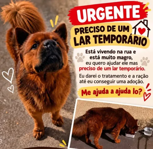 Adoção/ lar temporário