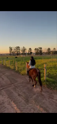 Cavalo