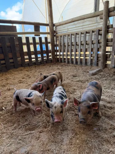 Mini Porco - Mini Pig