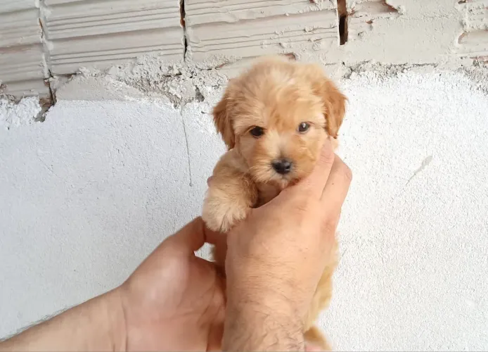 Poodle n1 Lindo demais!!!