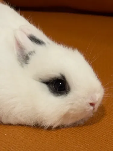 Coelho Netherland Dwarf (Anão Holandês) Macho