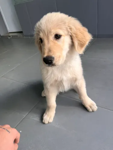 Filhote Golden Retriever