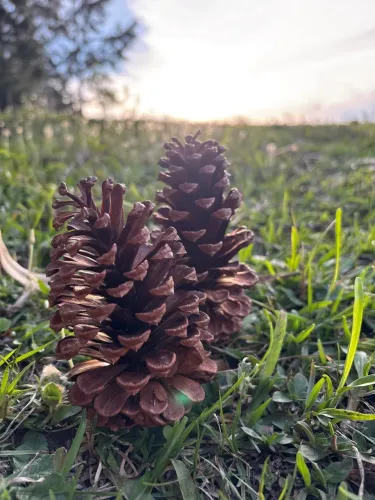 Pinha natural de Pinheiro