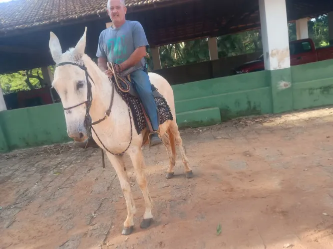 Burro 5 mil