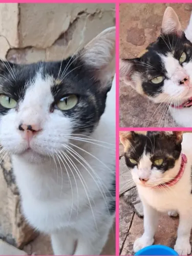 GATINHA CASTRADA