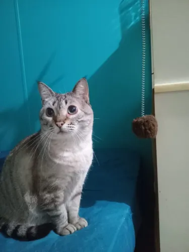 Gata para adoção consciente
