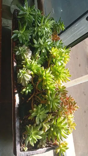 JARDIM DE SUCULENTAS