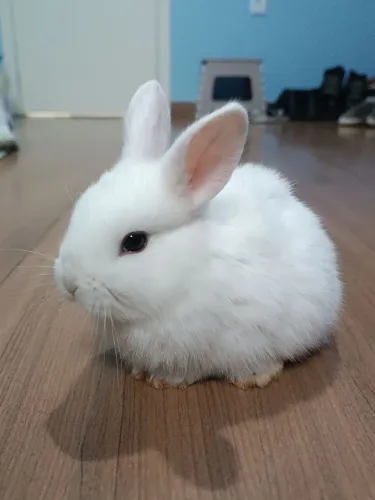 Filhotes - Mini coelho